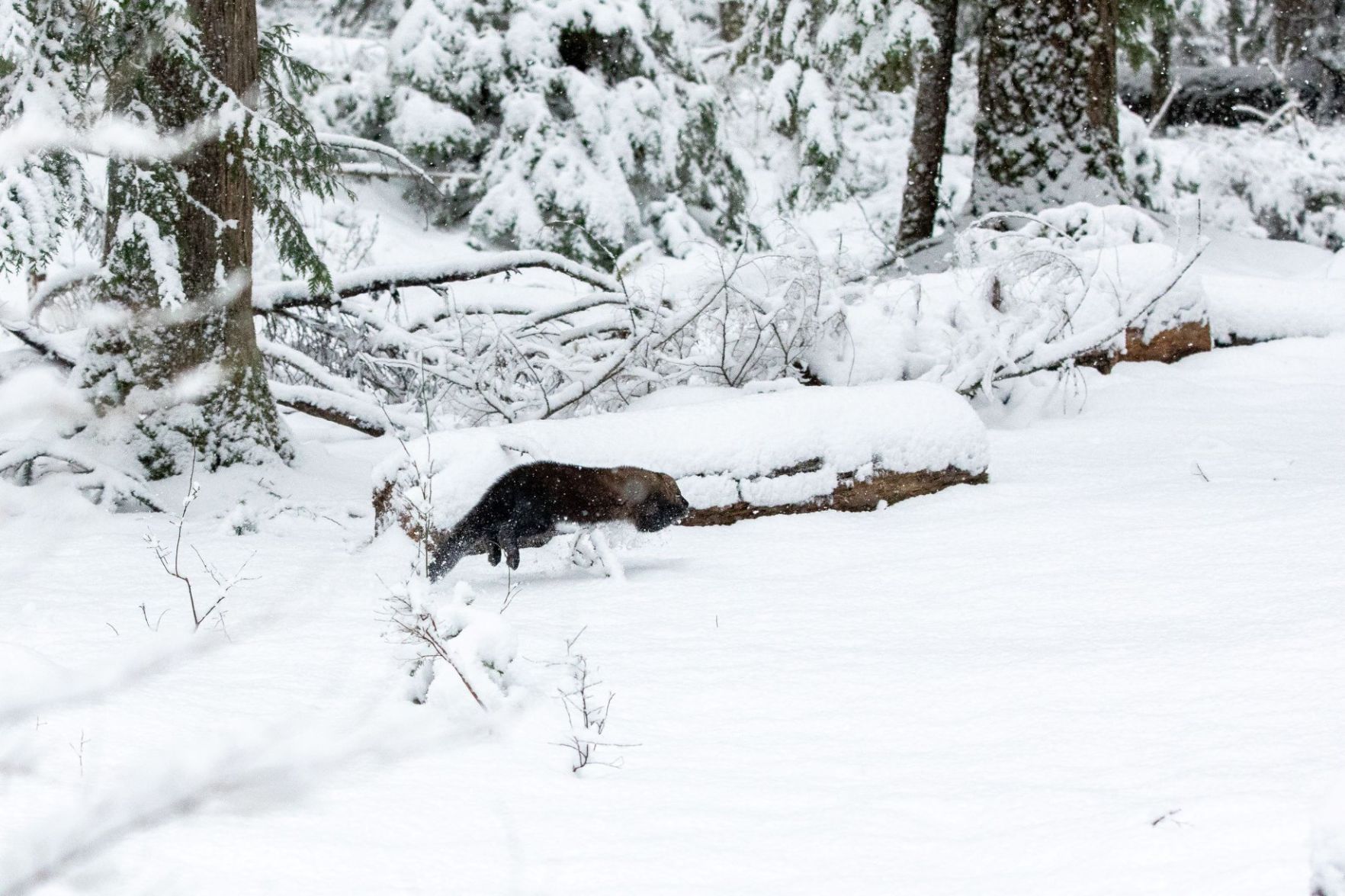 Four Fishers Released in Nisqually Watershed, Capping Final Phase of Reintroduction Program